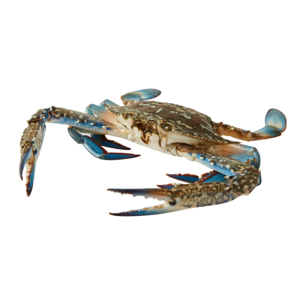 鲜活 兰花蟹 100-150g/只