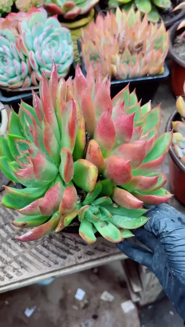 樱****o27039多肉植物一物一拍