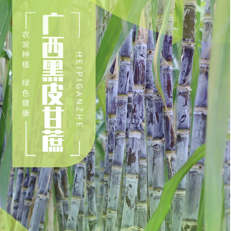 广西黑皮甘蔗新鲜现砍脆甜多汁当季水果可榨汁甘蔗新鲜脆甜