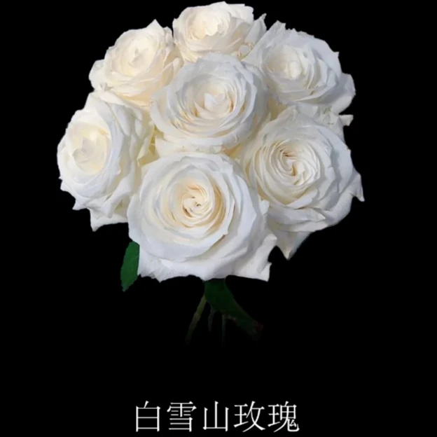 白雪山玫瑰 20支（5枝不售后）+营养剂