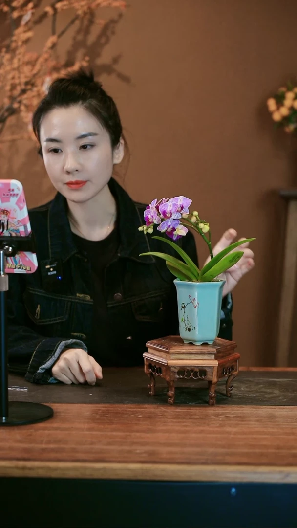 【闪购商品】盆景小仙女 绿