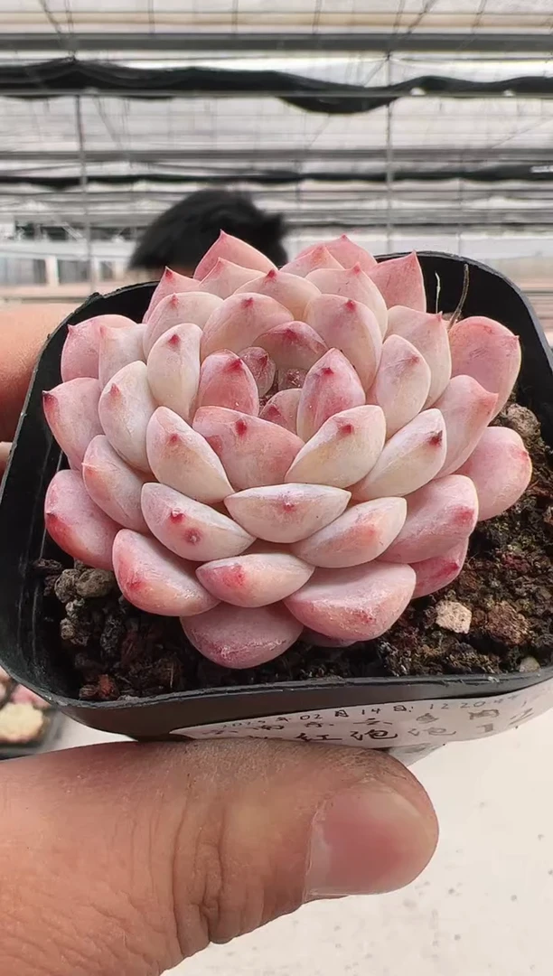 【闪购商品】粉红泡泡-12