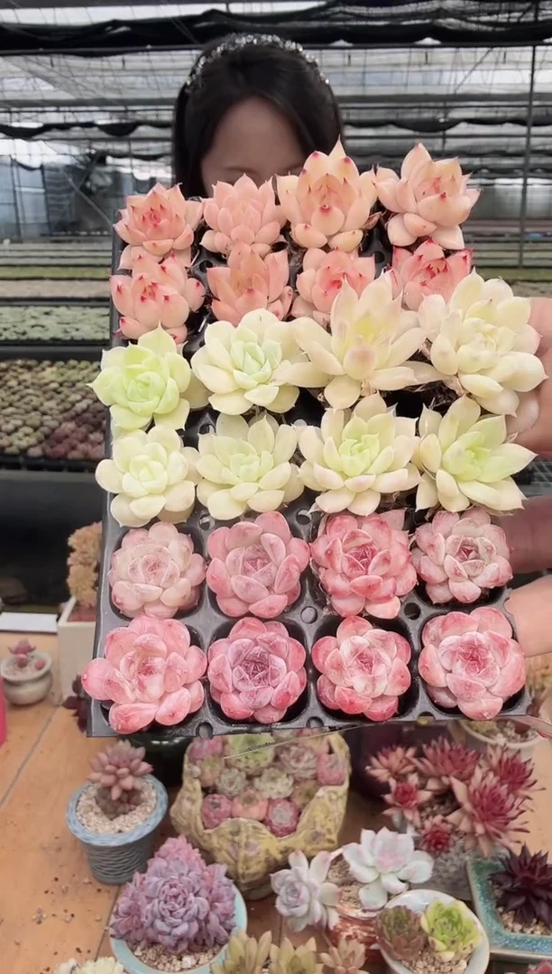 东云多肉园新款-192