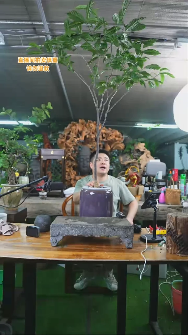 完全开放垂丝茉莉113T