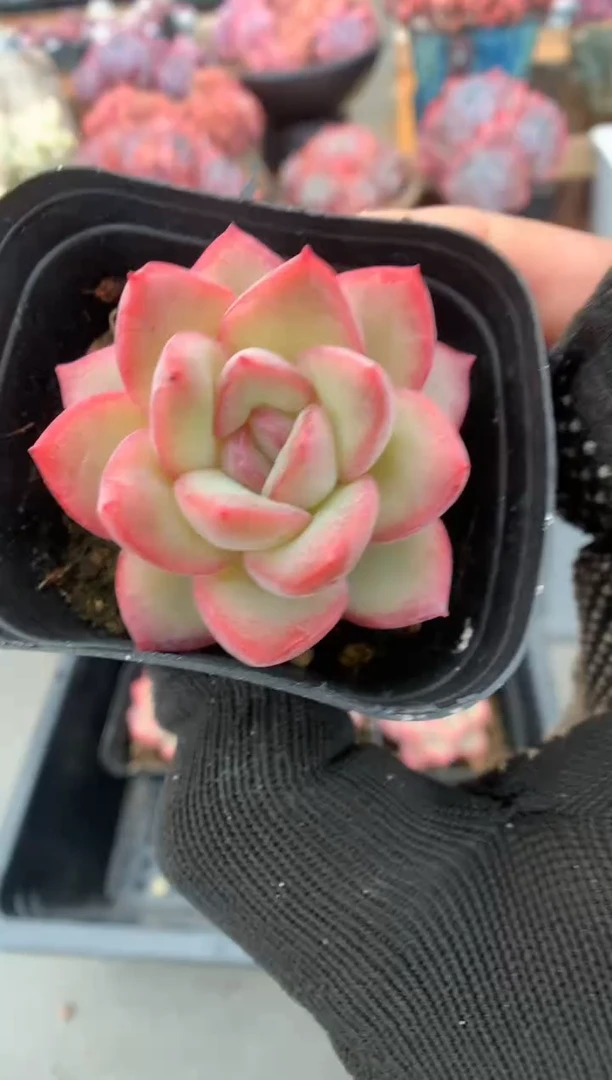 468草莓泡芙量拍多肉