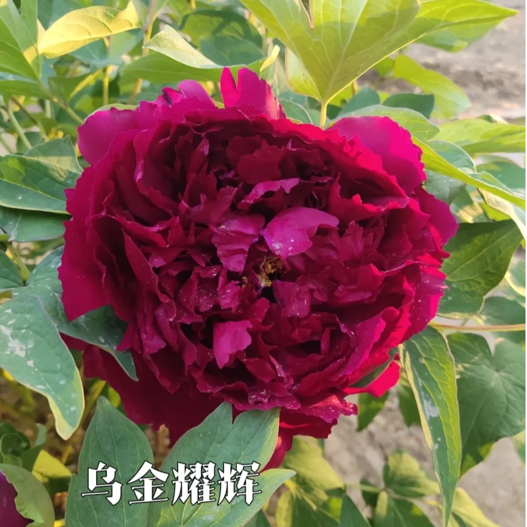 【乌金耀辉】精品牡丹 菏泽基地直发 包对版