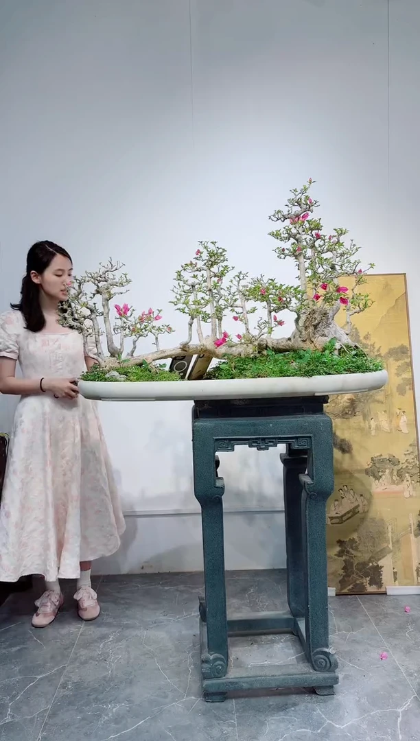无花朵三角梅三角梅三角梅