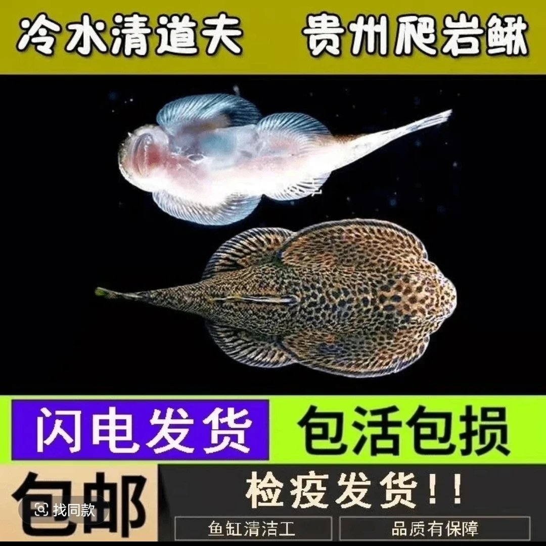 贵州爬岩鳅双吸盘冷水清道夫原生观赏鱼净化鱼缸除藻