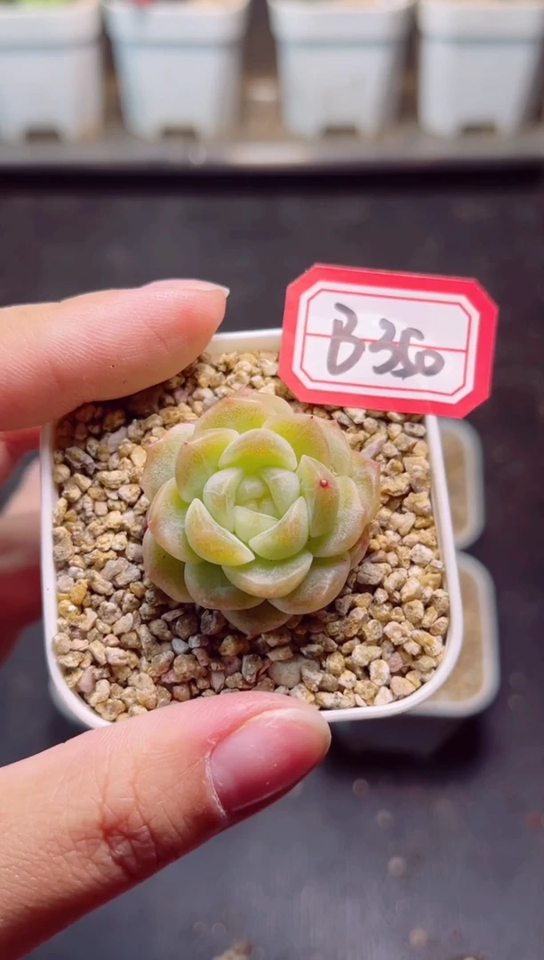 B350无尽灯一物一拍