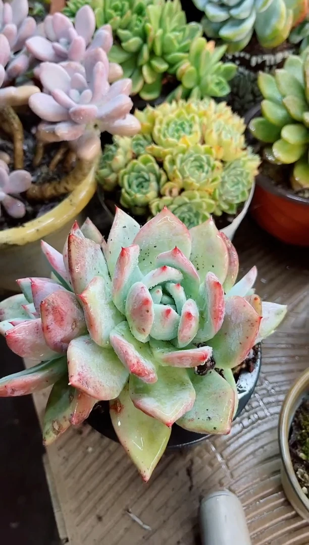 笑**开22063多肉植物一物一拍