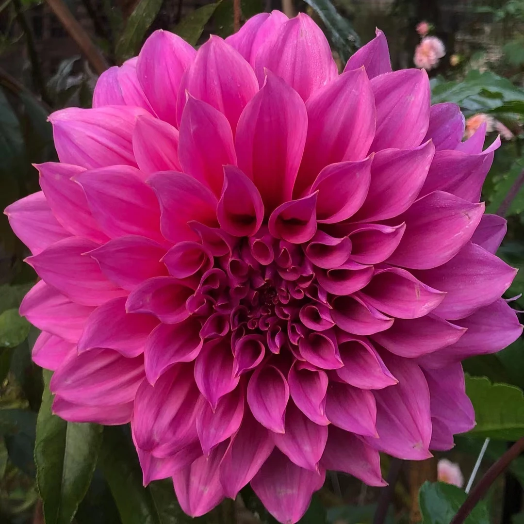 【梅基32cm】大丽花整株种球【地栽·盆栽·包对版·假一罚十】