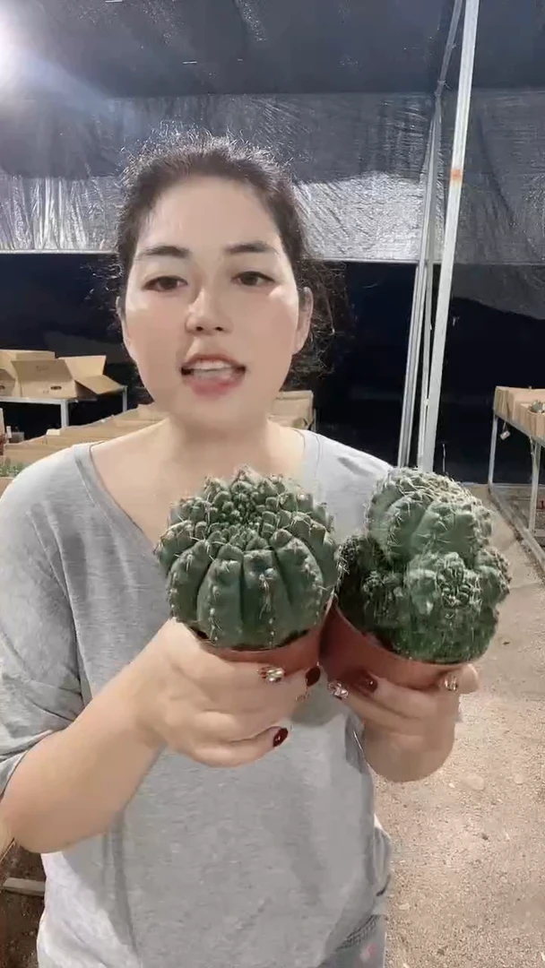 满十八元包邮【大绯花玉】