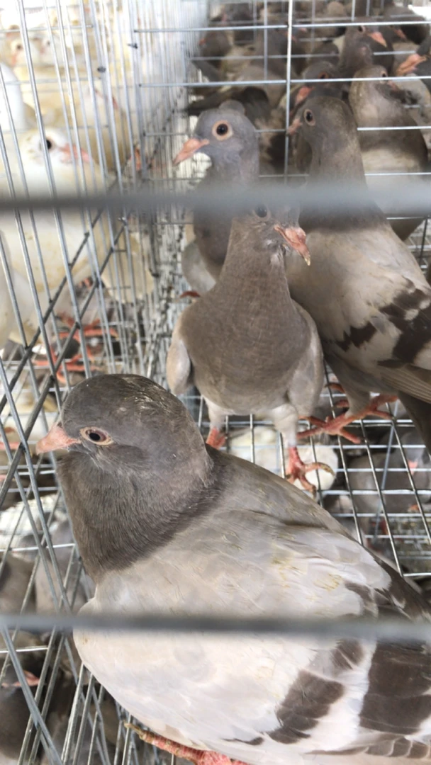 信鸽，种鸽视频挑选