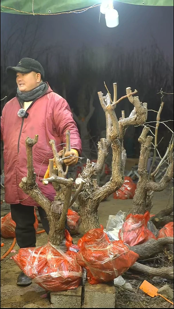 完全开放枣树394