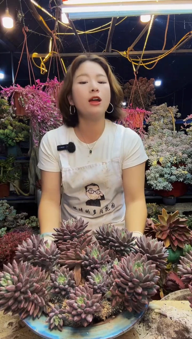 娟*红蜻蜓一物一拍脱土包邮