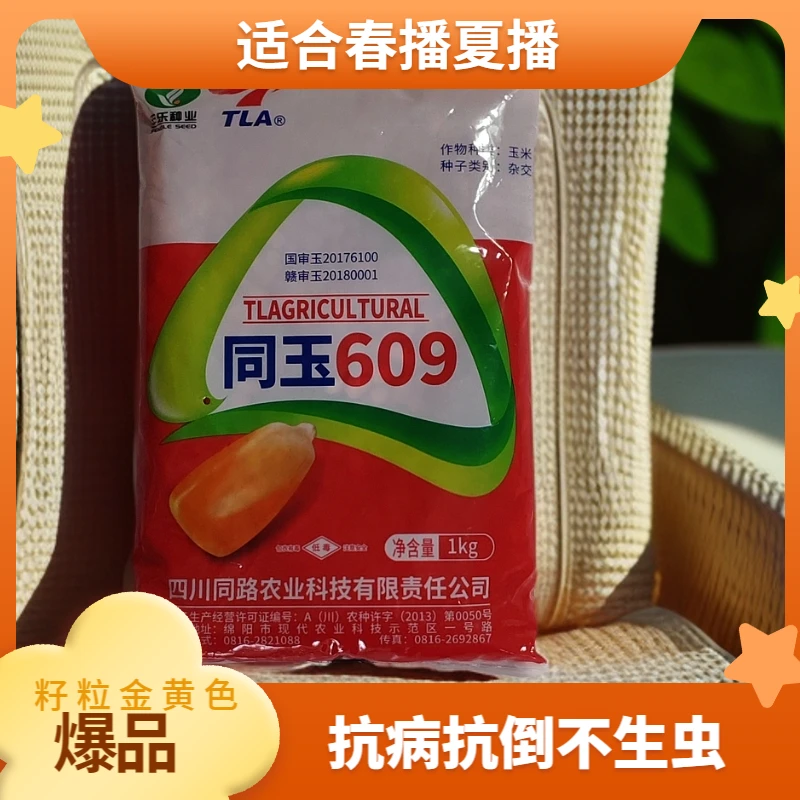 同玉609玉米种子，品质优，籽籽金黄色，抗病抗倒，抗虫的好品种