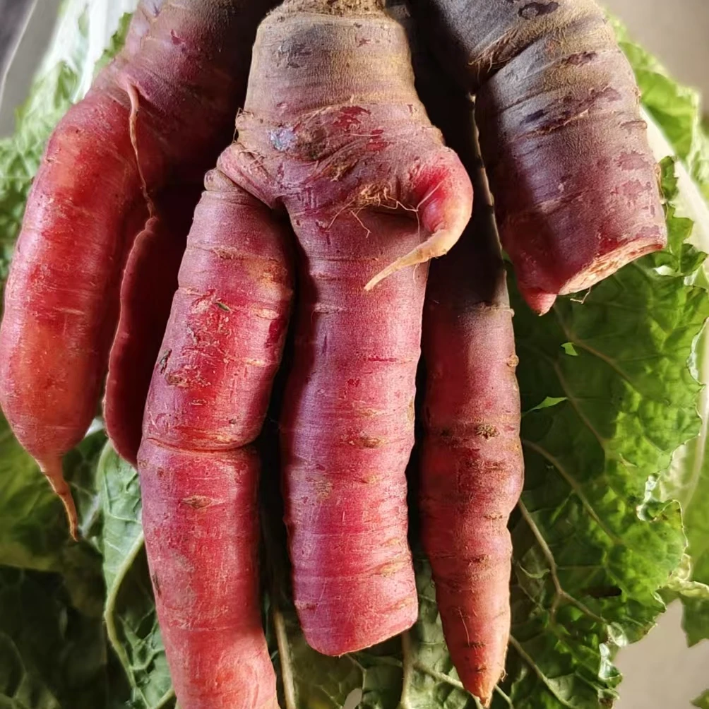 重庆彭水正宗农家老品种胡萝卜