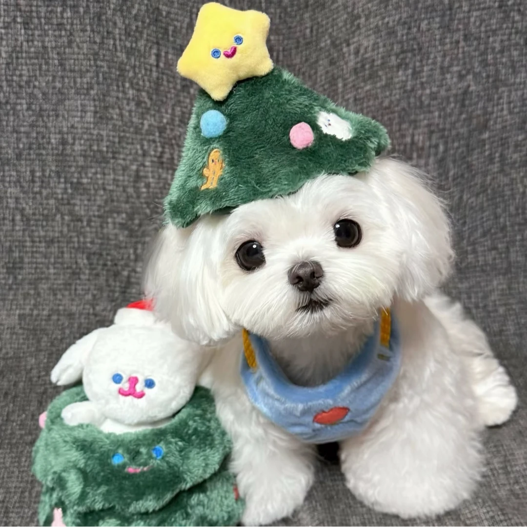 马尔熊宠物活体幼犬