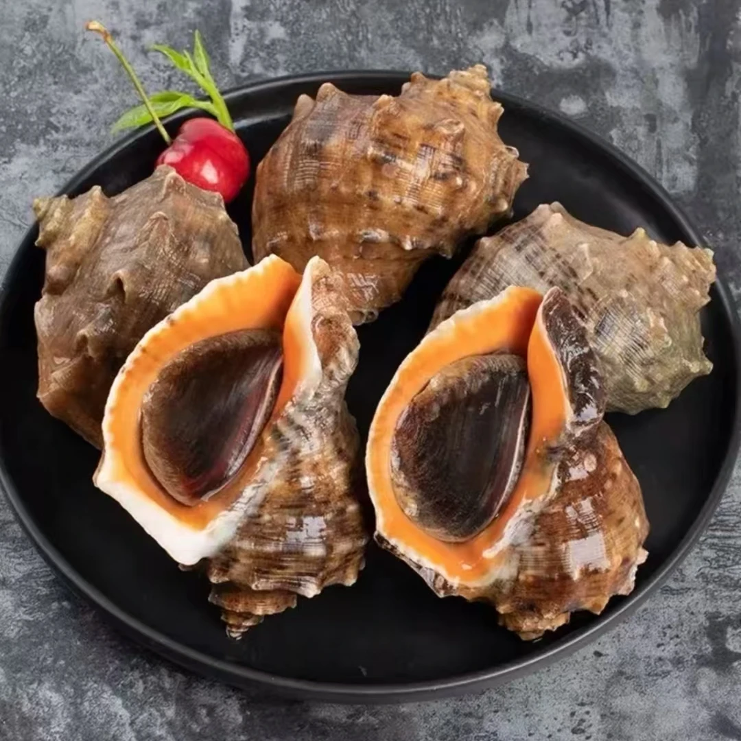 海螺鲜活发货（4-5个一斤）大海螺