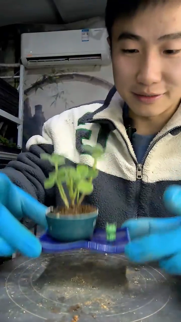 古*那中青园艺一物一拍5