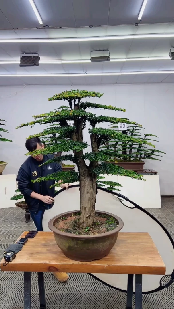 无花朵造型盆景一物一拍