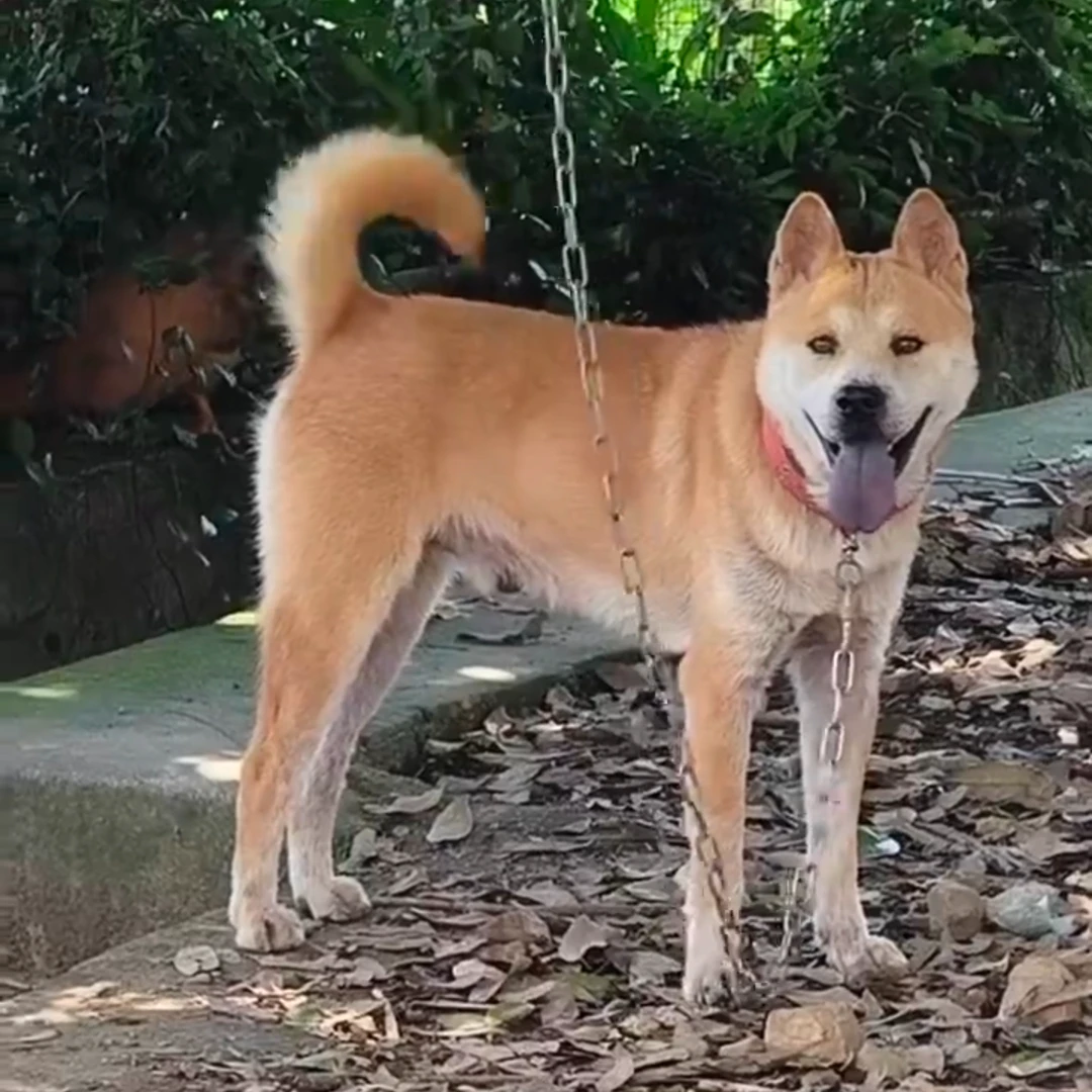 （阿杰土猎）广西中华田园犬土猎犬狗狗