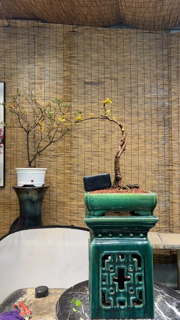 【闪购商品】盆景盆景