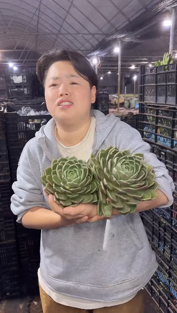 双头起白玫瑰冬云带盆土6.88