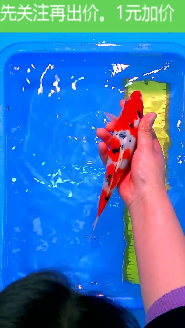 锦鲤12月18日锦鲤4