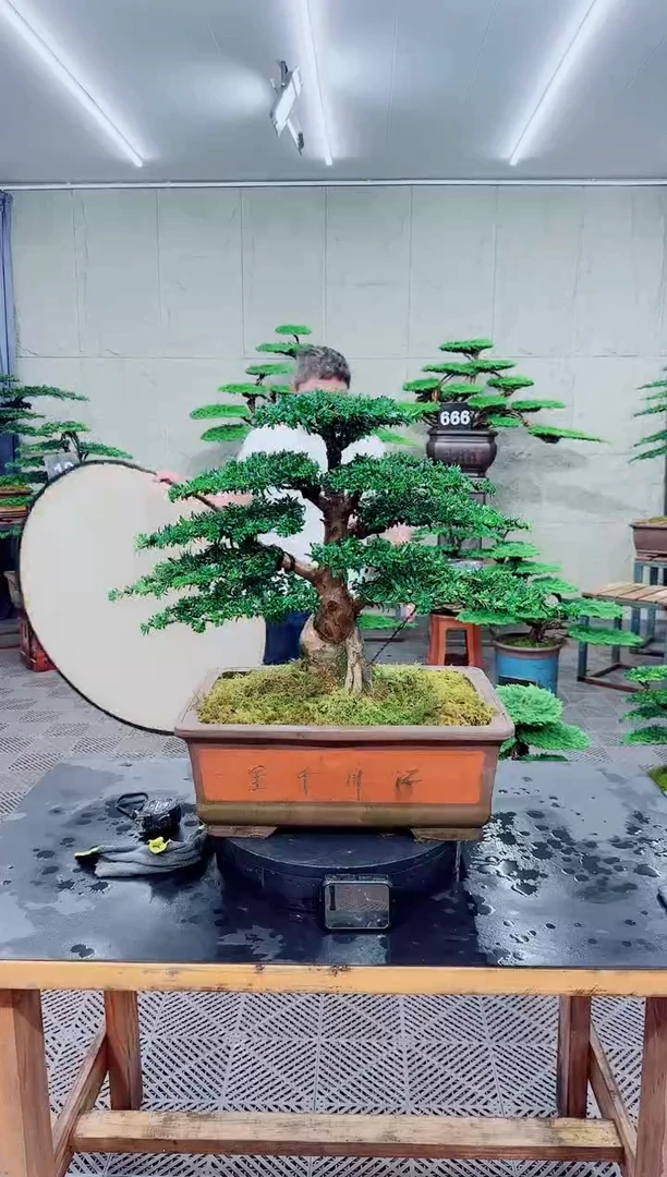无花朵罗汉松盆景