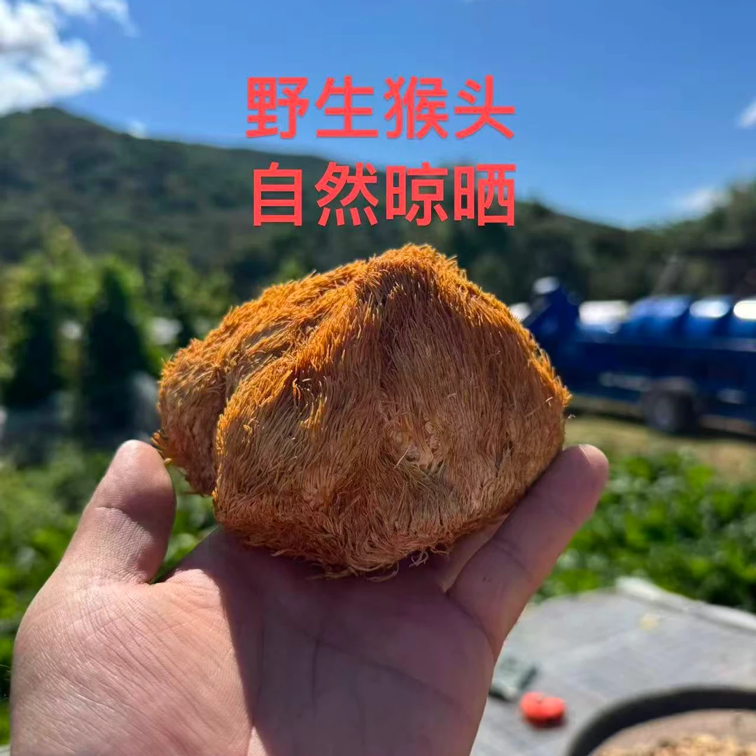 初级农产品野生干品猴头菇250克顺丰包邮