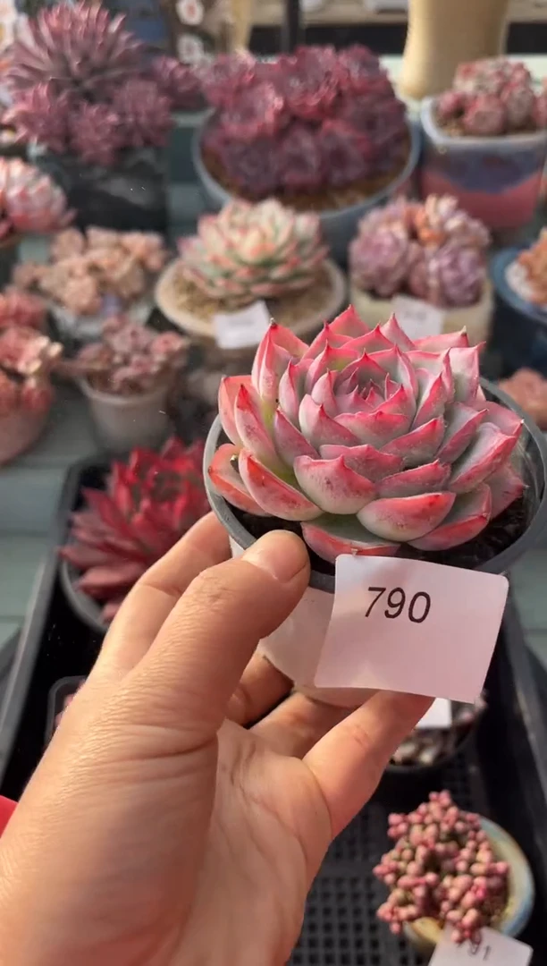 790单头侧影多肉