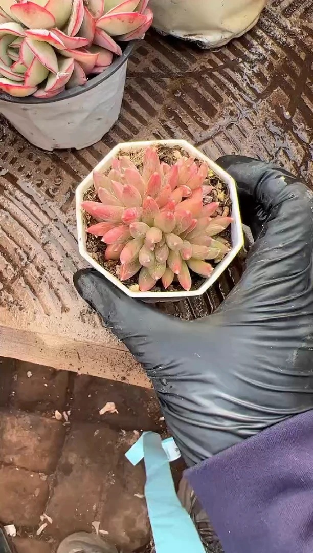 悠*#多肉植物一物一拍17225