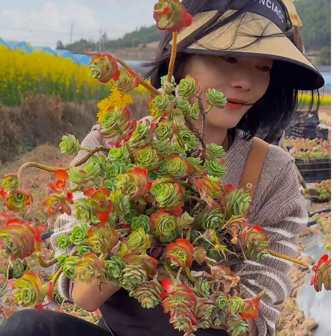 云漫多肉  地栽薄化妆 多肉植物 新手必入不挑环境不挑土