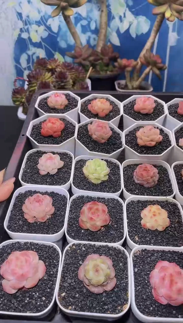 【闪购商品】小鼻嘎精品多肉四颗一组一到二公分