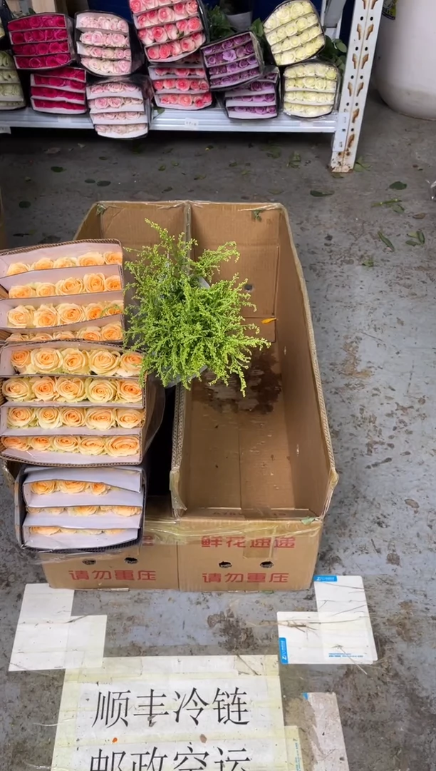 香槟10扎（共200枝）+黄莺