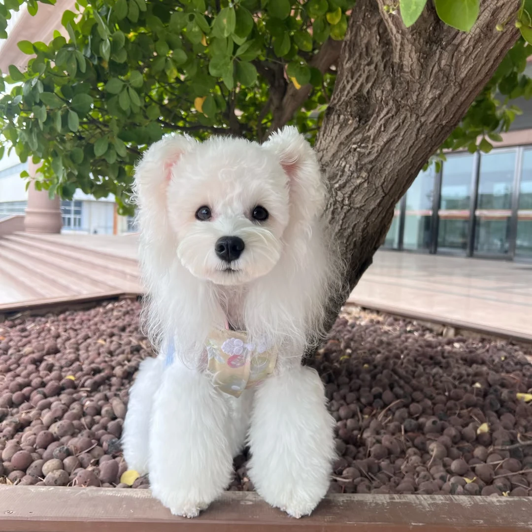 【金金家的雪纳瑞】宠物活体幼犬保障小型犬链接