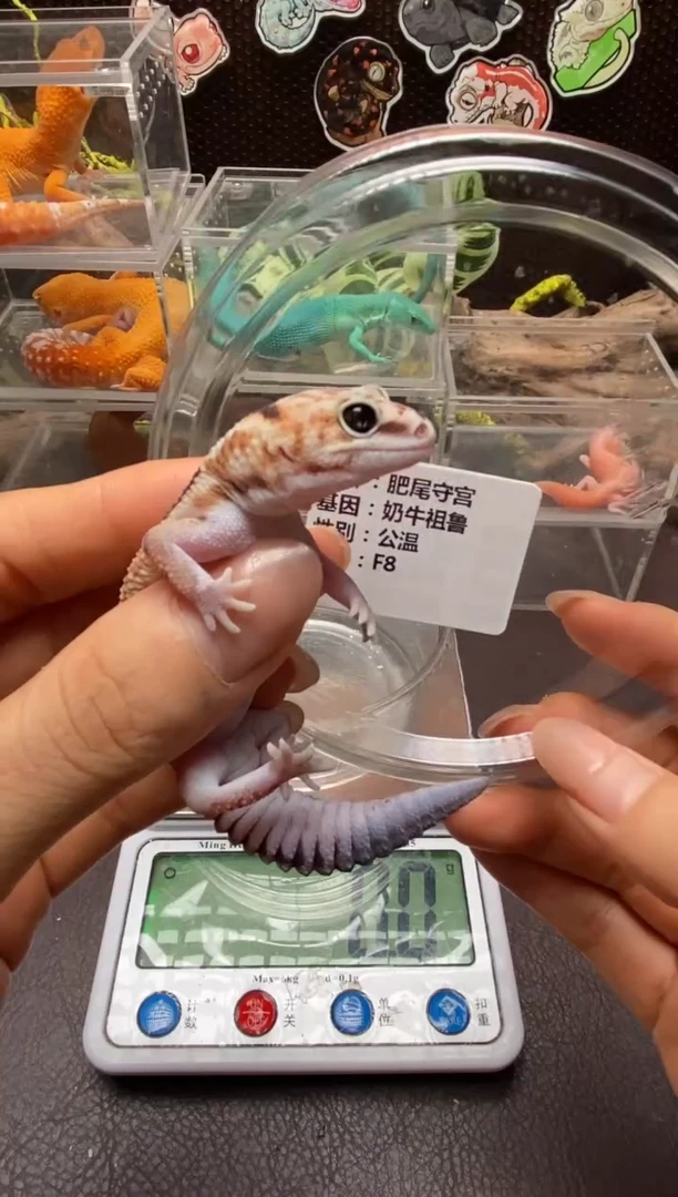 肥尾守宫鳞与尾 Scale Tail 爬宠F8