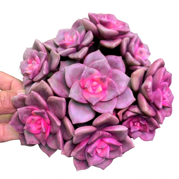 鹅肝锦带盆土 庭院 阳台 颜色亮丽 多肉植物