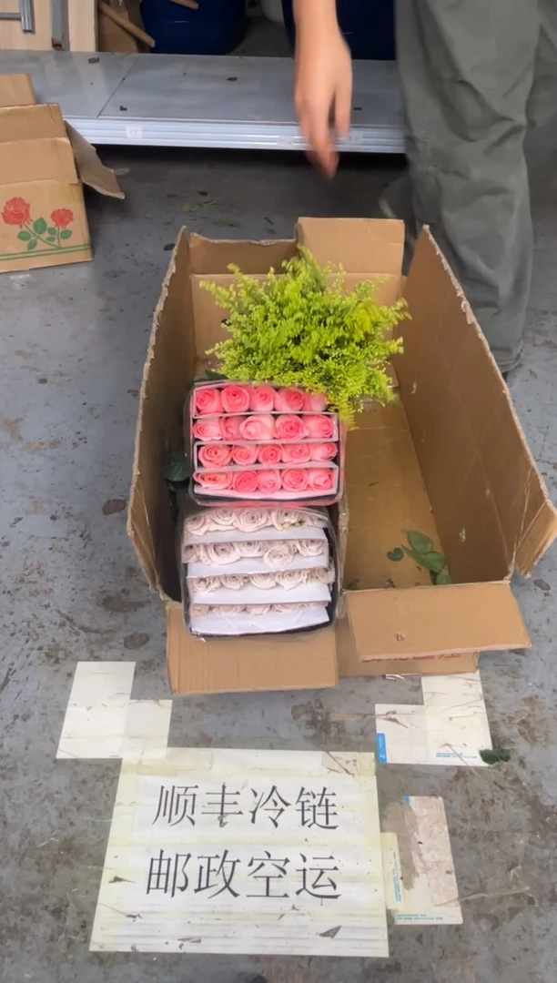 曼塔5扎+戴安娜3扎+黄莺