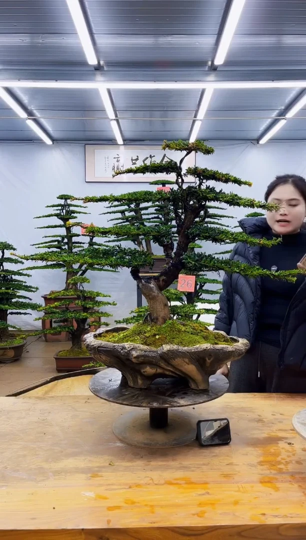 无花朵一物一拍·所见即所得