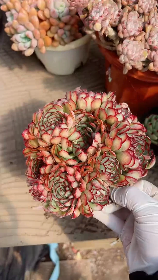 【闪购商品】02601