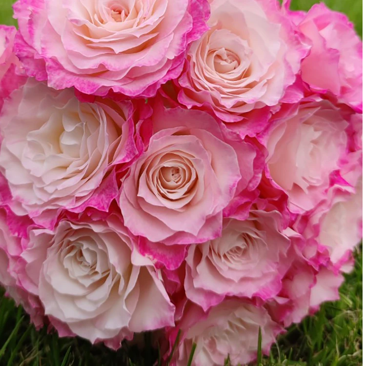 花妖【六翼天使大苗】大花四季