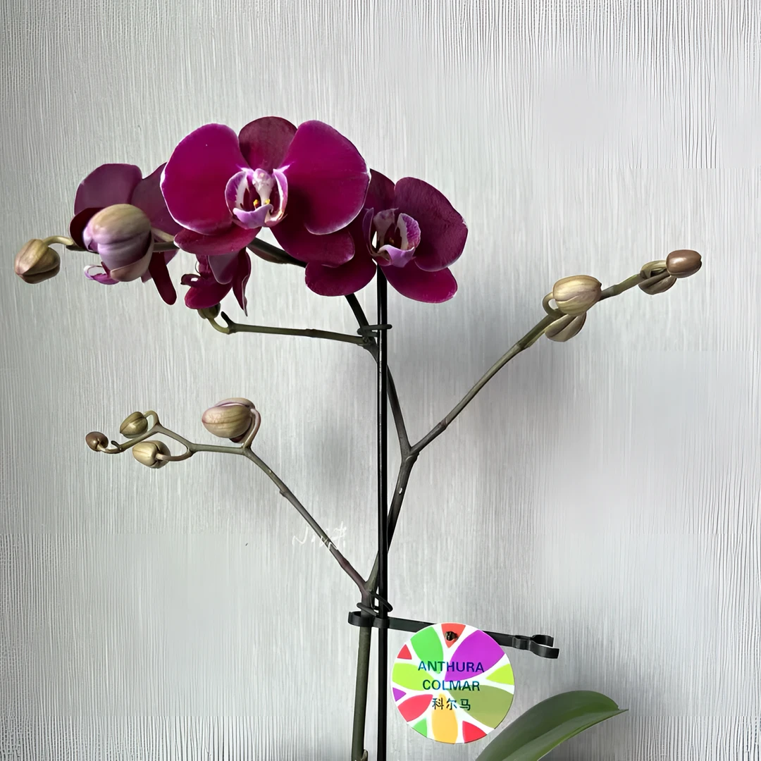 【科尔马】精品蝴蝶兰花室内阳台办公室高端花卉绿植盆栽年宵花