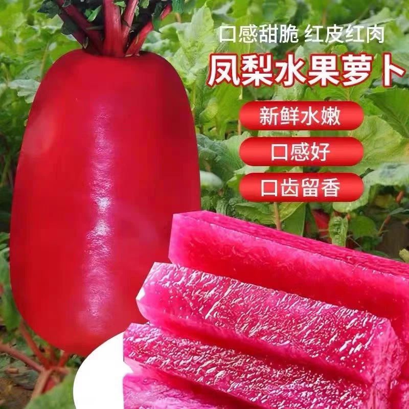 凤梨水果萝卜种子生吃甜脆满堂红心里美春秋夏季家庭水果萝卜籽
