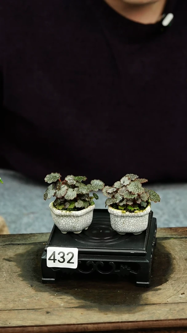 【闪购商品】苔藓微景观432号