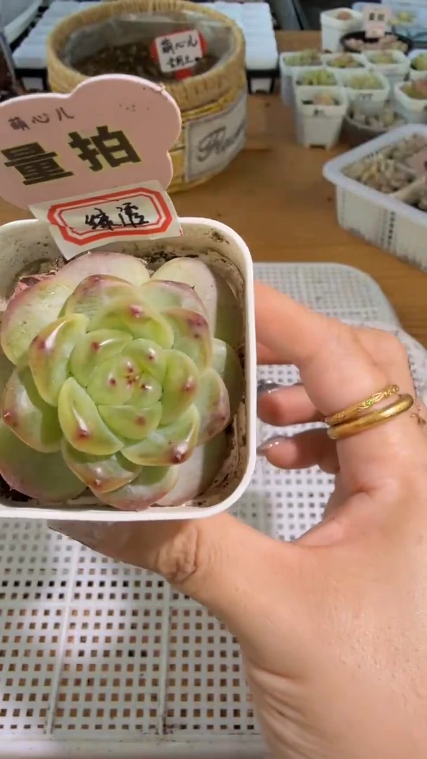 绿透五方一盆 单双混 量拍混发