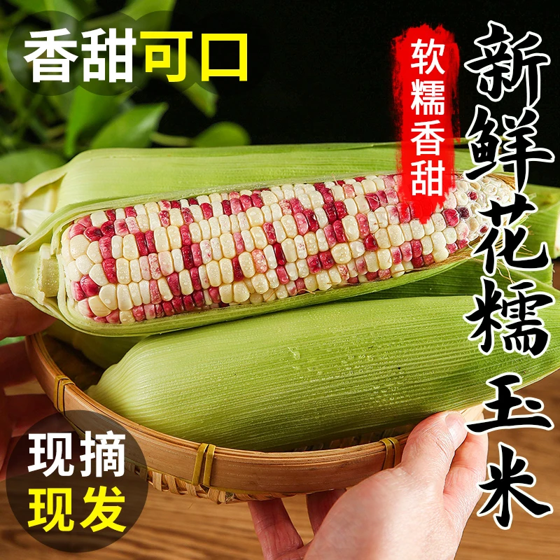 新鲜花甜糯玉米9斤当季水果黏玉米棒子即食甜粘嫩苞米粒蔬菜包邮5