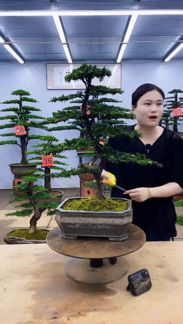 无花朵一物一拍，所见即所得