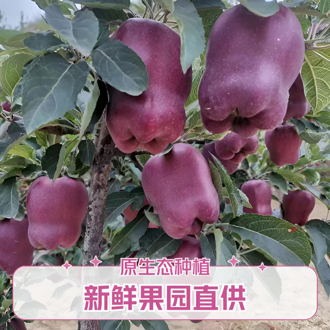 甘肃天水花牛冰糖心苹果现摘现发应季水果爆汁嫩滑香甜